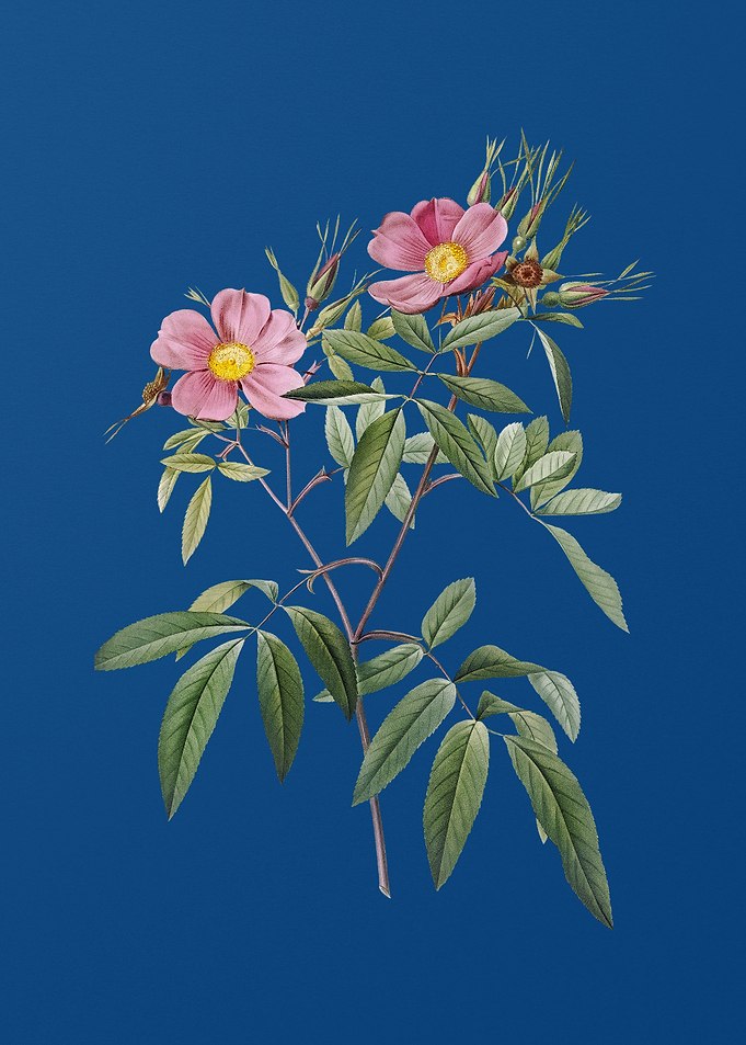 Pink Swamp Roses