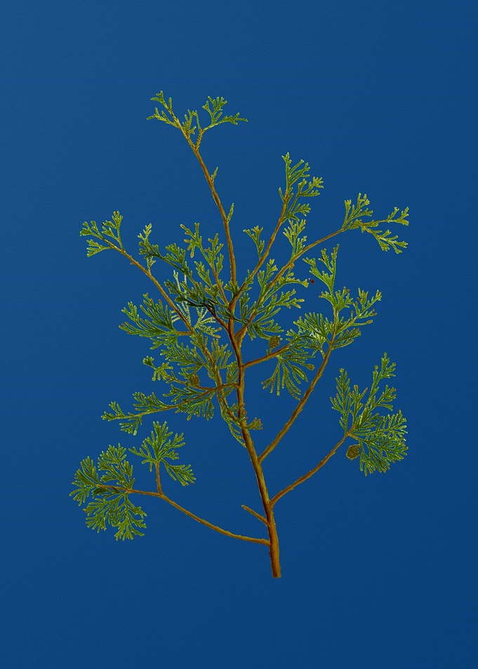 Atlantic White Cypress