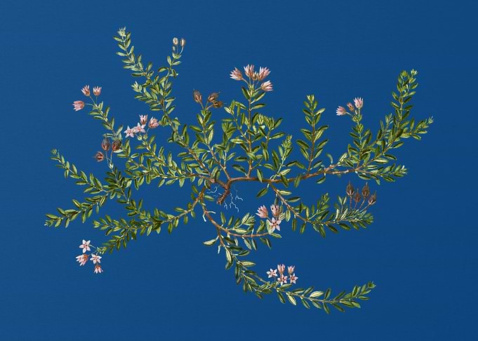 Alpine Azalea on Blue