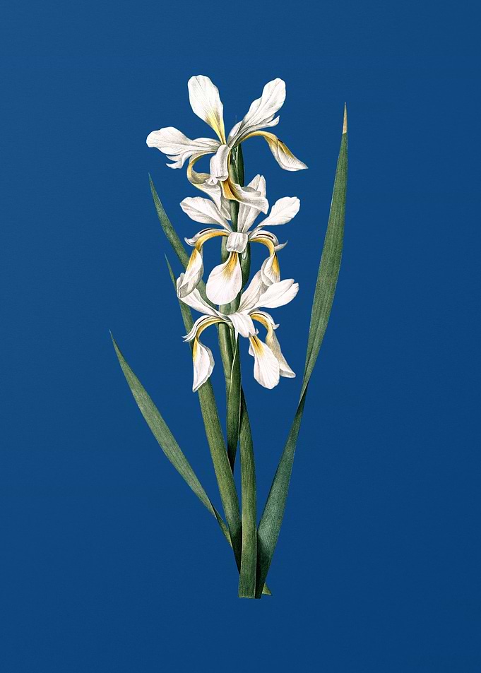 Yellow Banded Iris on Blue
