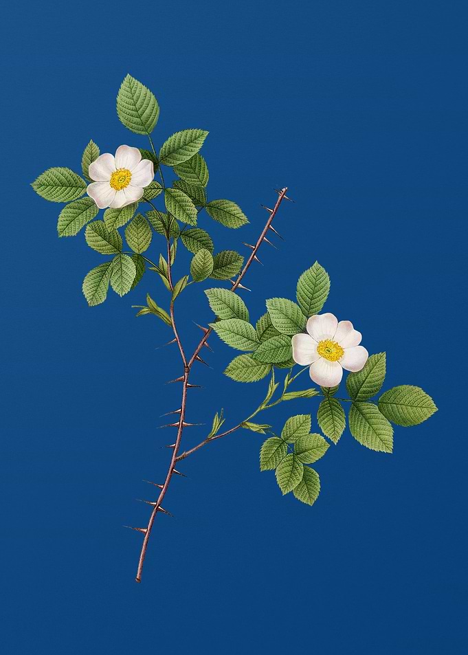Spiny Leaf Rose of Dematra