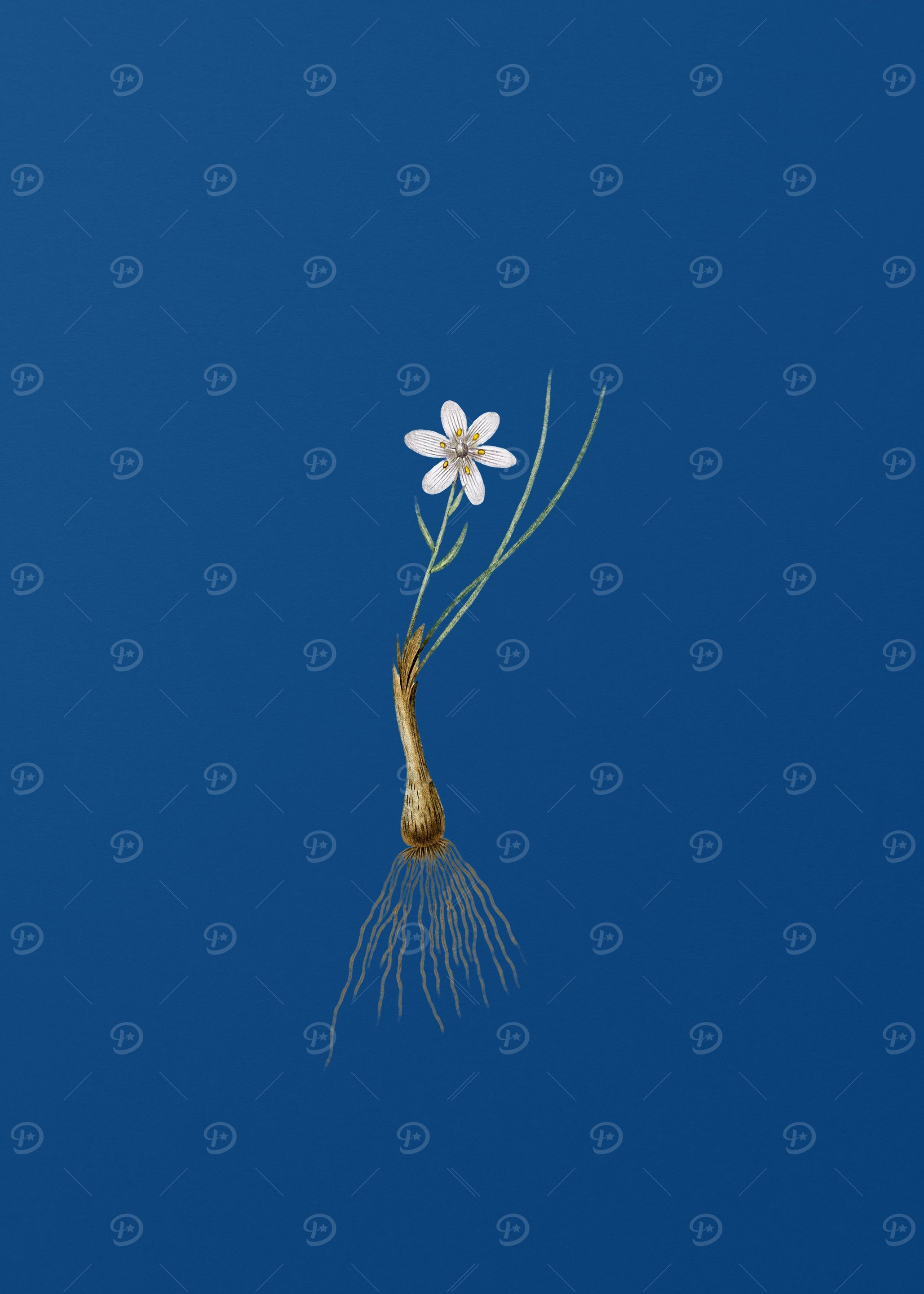 Snowdon Lily on Blue