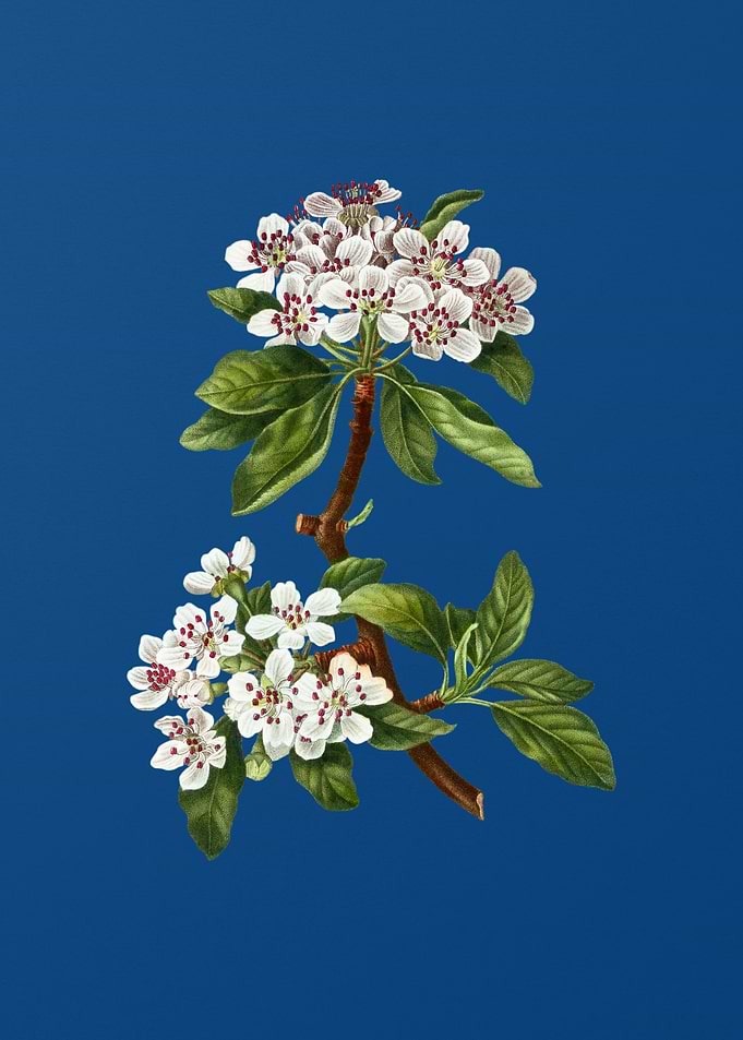Almond Leaved Pear on Blue