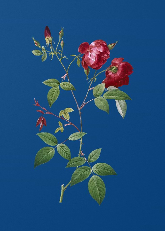 Velvet China Rose
