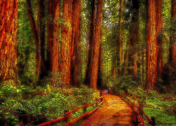 Mariposa Grove