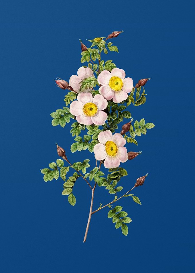 Thornless Burnet Rose