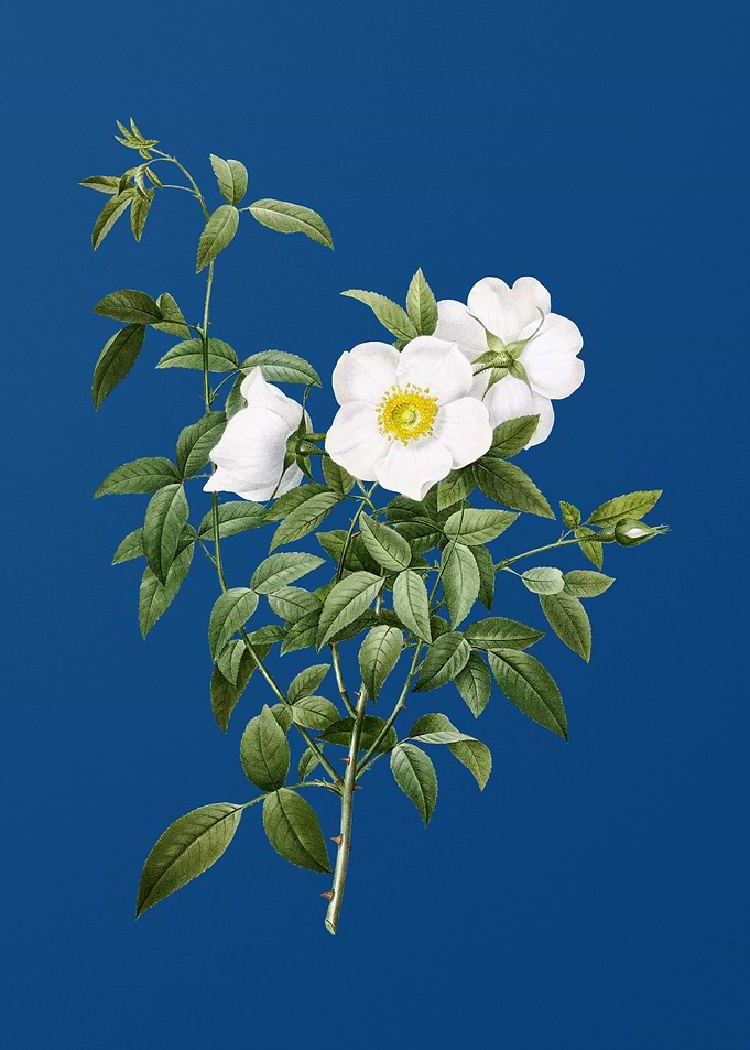 White Rose of Snow on Blue