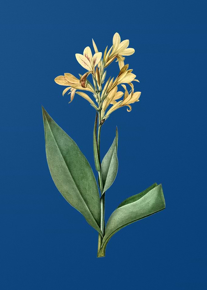 Water Canna on Blue