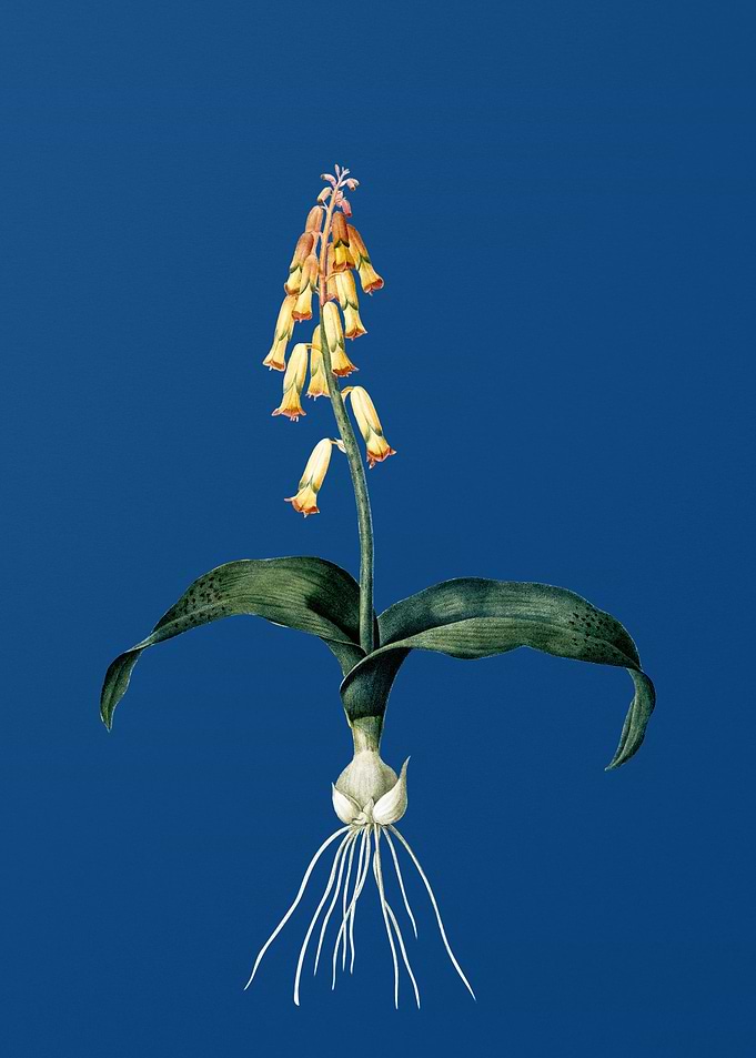 Watsonia on Blue