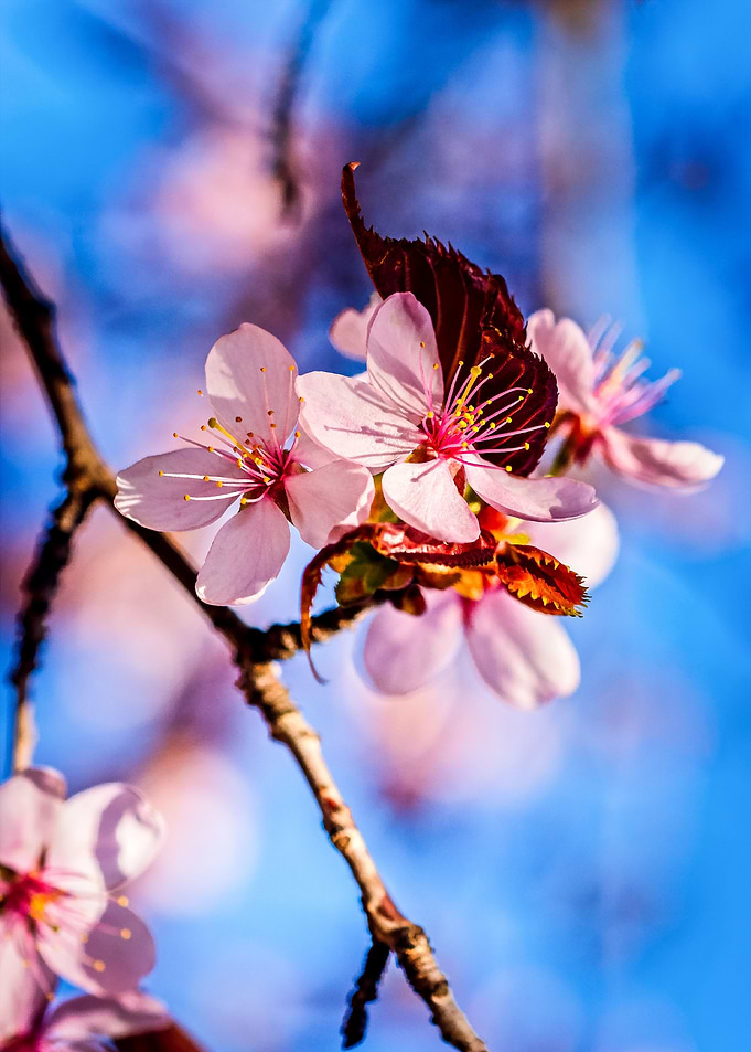 Cute Sakura Flowers