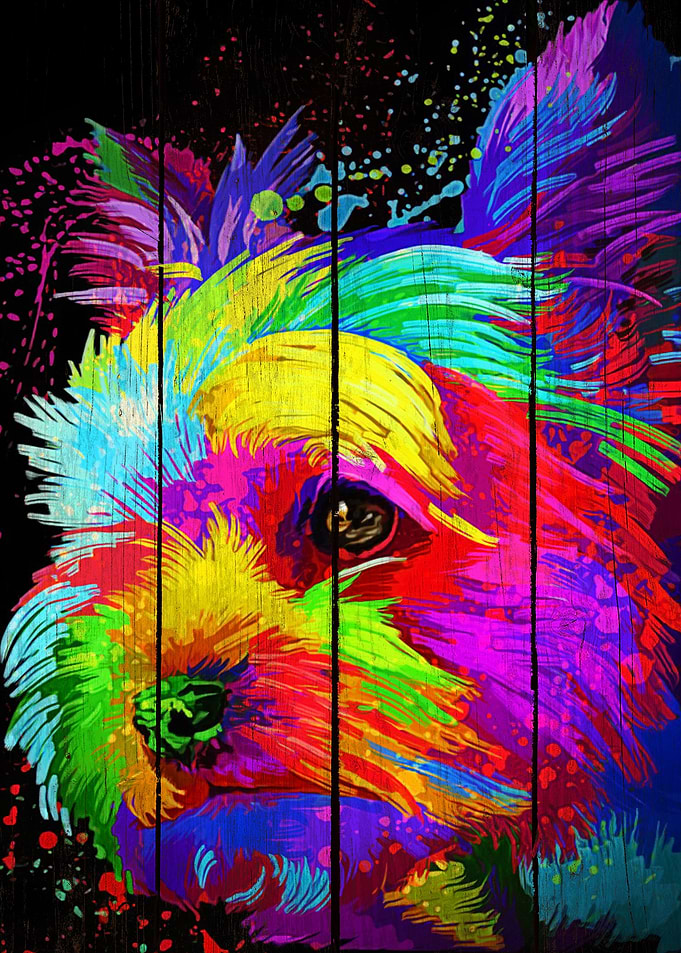 Yorkshire Terrier