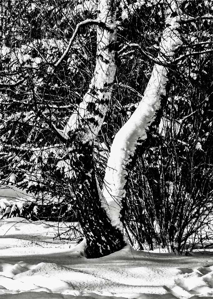 Winter Forest In Snow