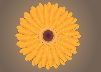 gerbera