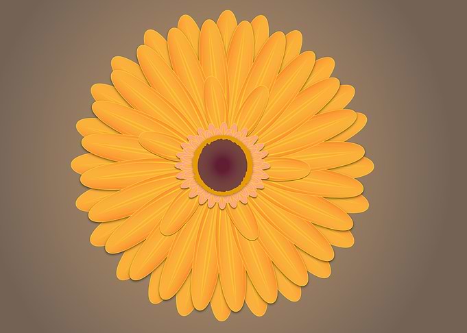 gerbera