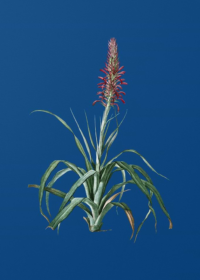 Pina Cortadora on Blue