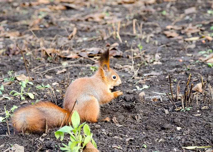 Red squirrel