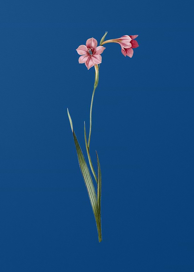 Sword Lily