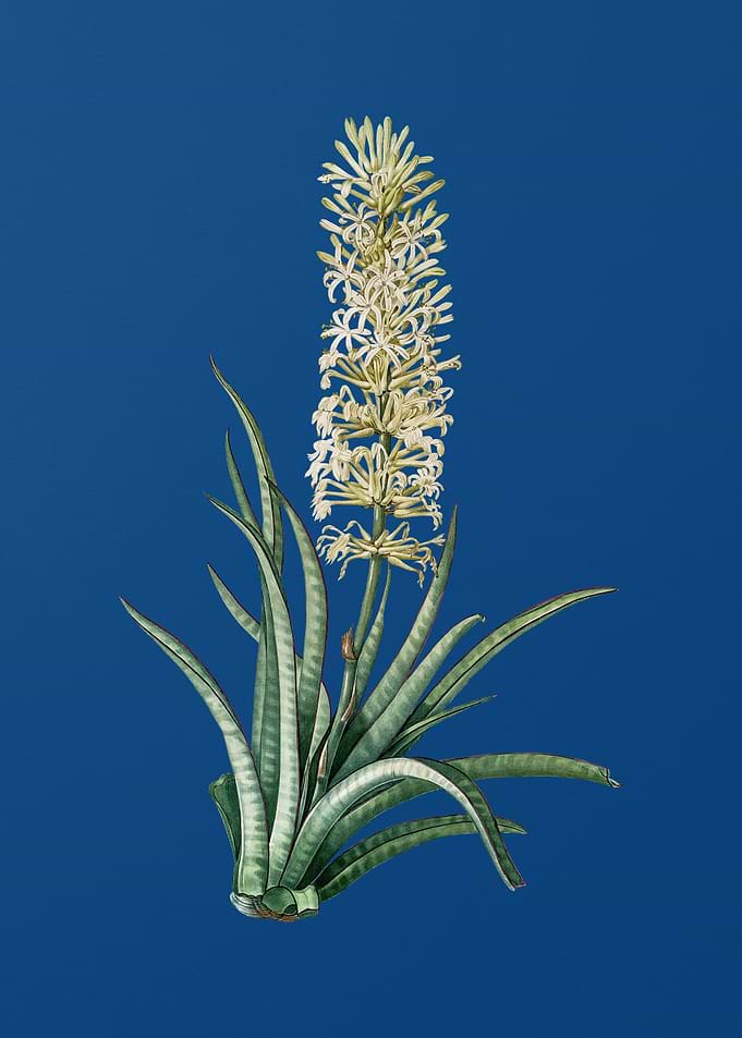 Snake Plant on Blue