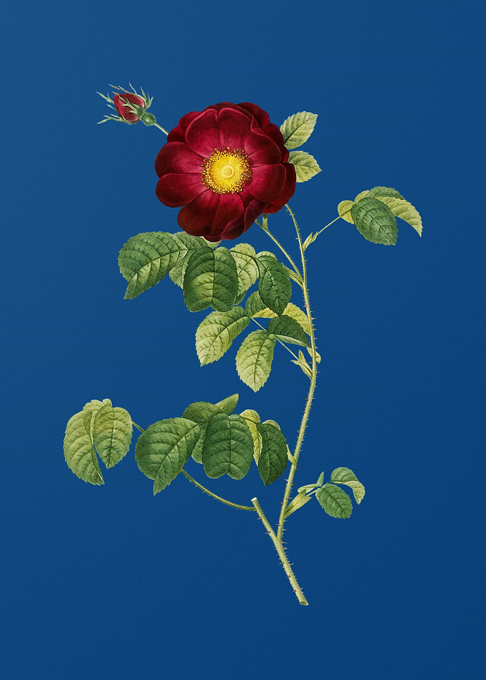 Vintage Rose