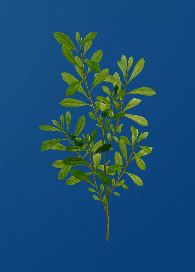 Bog Myrtle