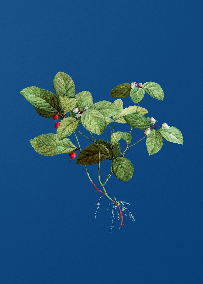 American Wintergreen Plant