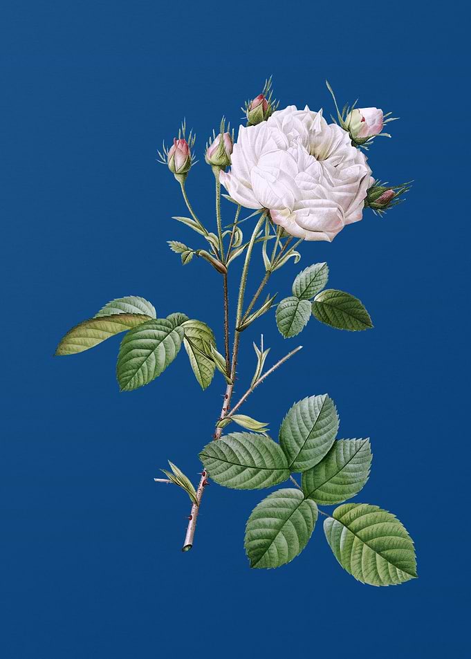 White Provence Rose