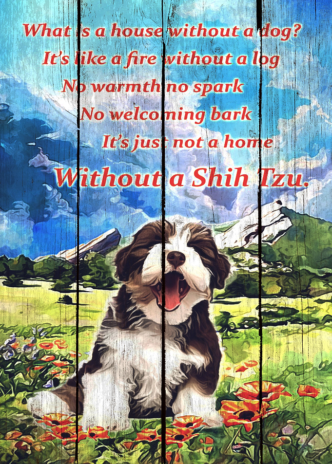 Shih Tzu