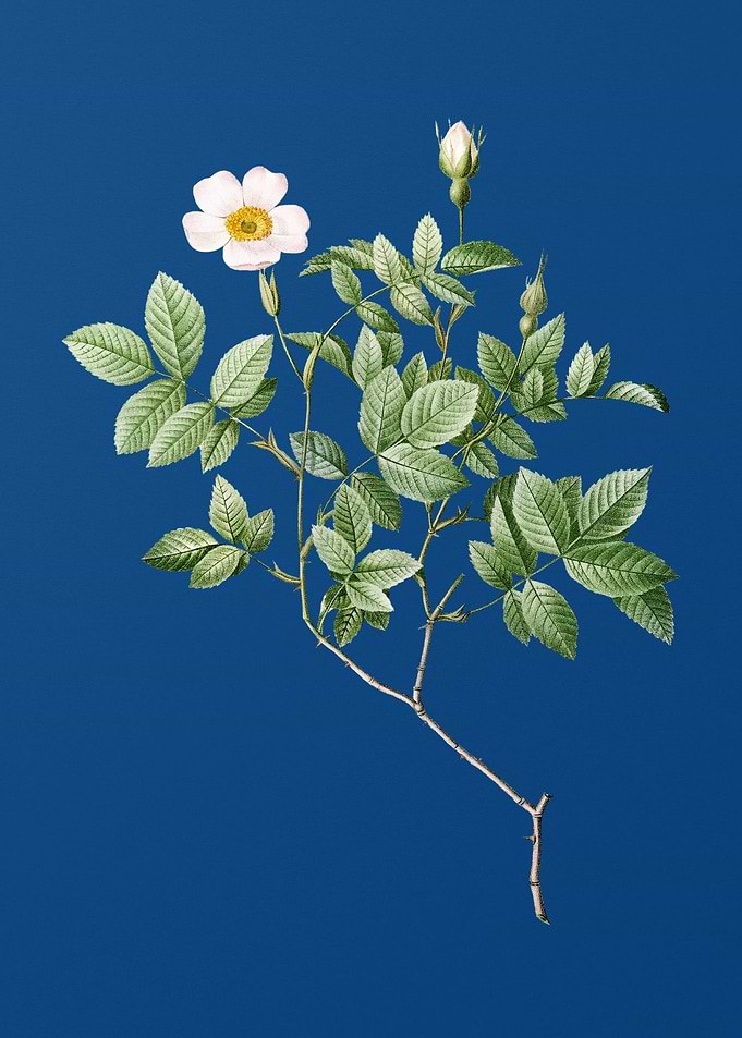 Vintage Rosebush on Blue