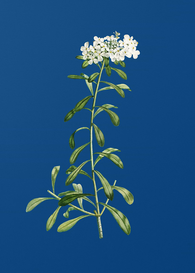 Small White Flowers