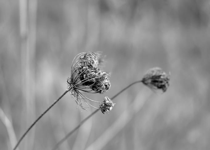 Lonesome