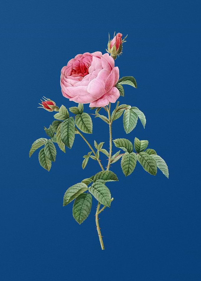 Provence Rose Bloom