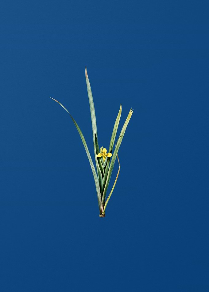 Yellow Iris on Blue