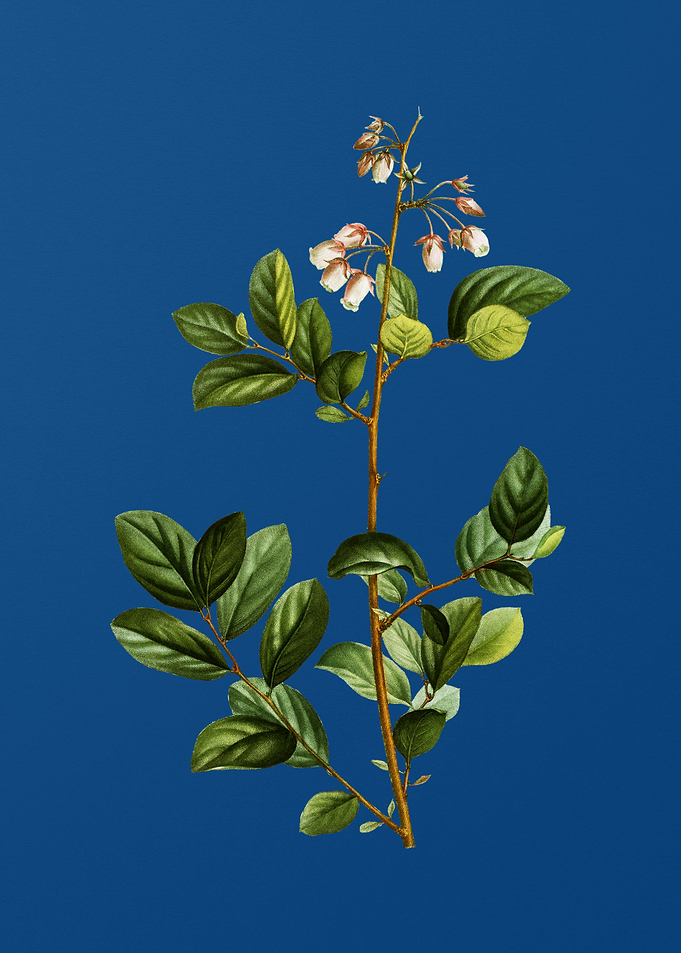 Andromeda Mariana Branch