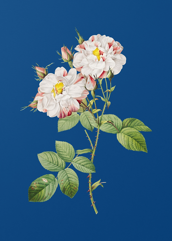 White Damask Rose