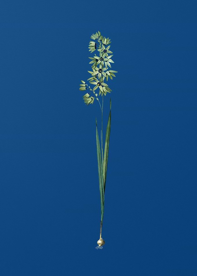 Turquoise Ixia