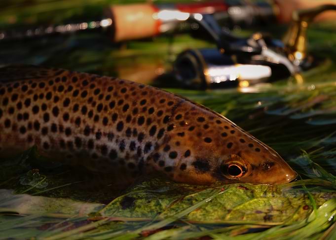 Wild Brown Trout