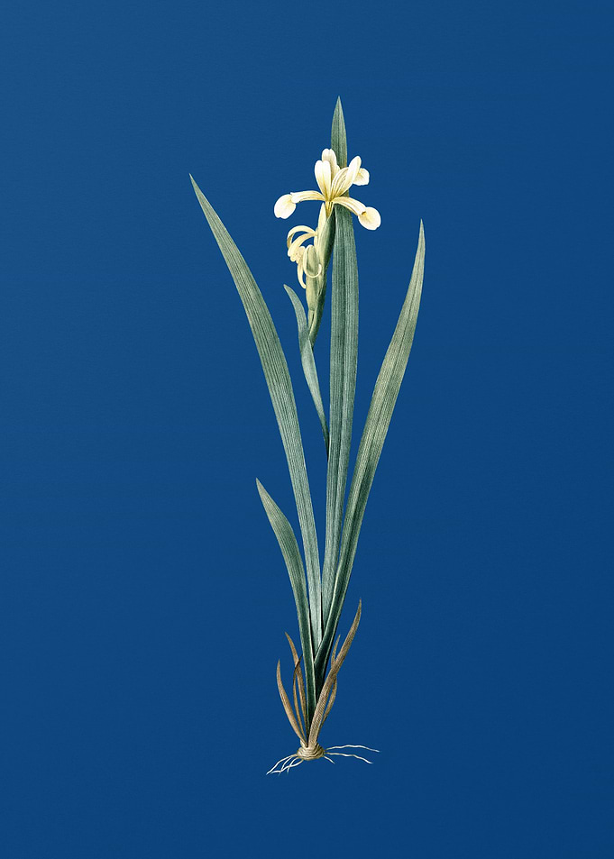 Yellow Banded Iris on Blue