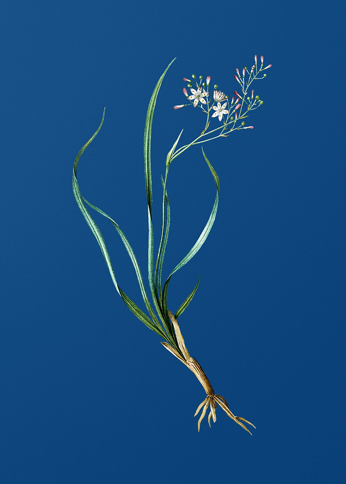 Phalangium Bicolor on Blue