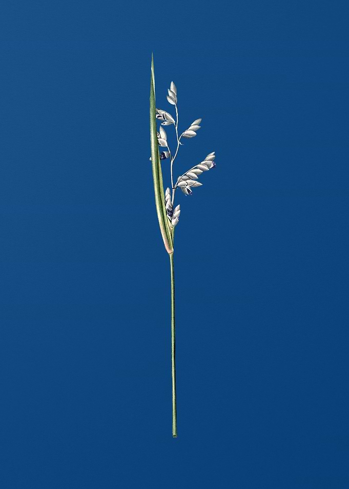 Powdery AlligatorFlag