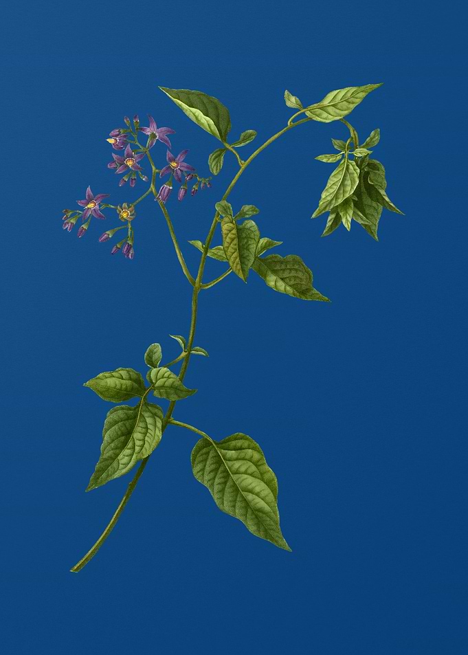 Bittersweet on Blue
