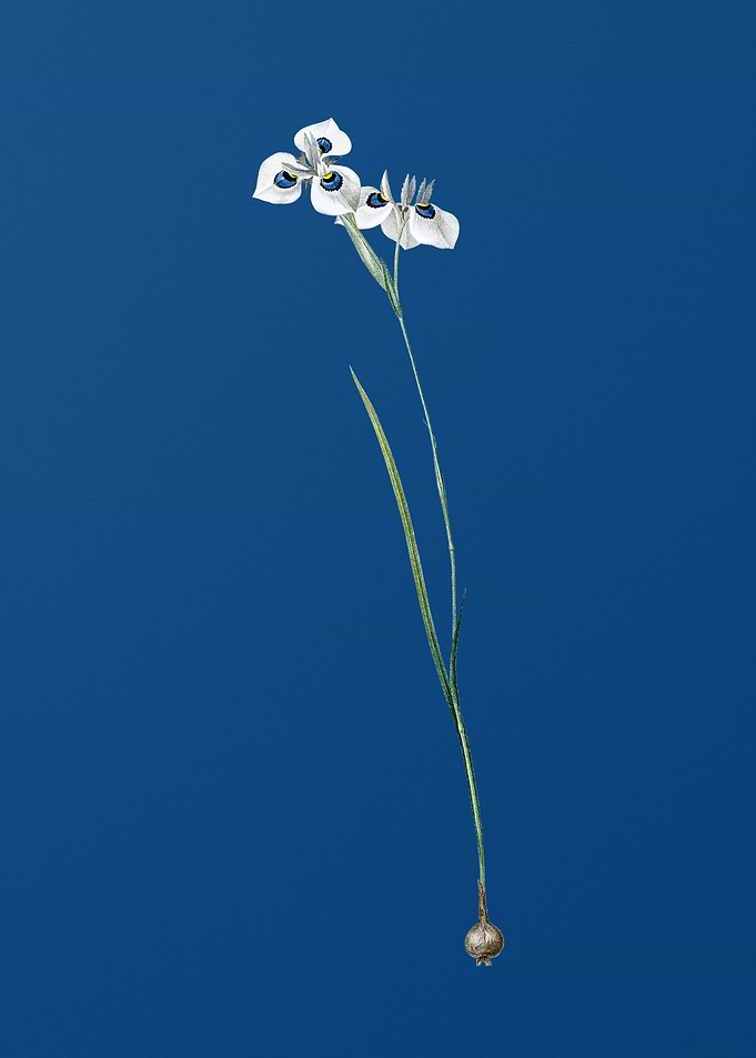 Vieusseuxia Glaucopis