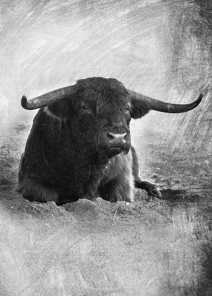 Highland Cattle