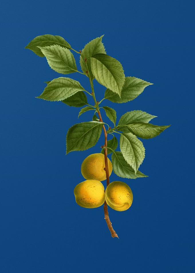 Brianon Apricot