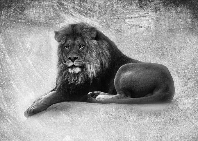 Majestic lion