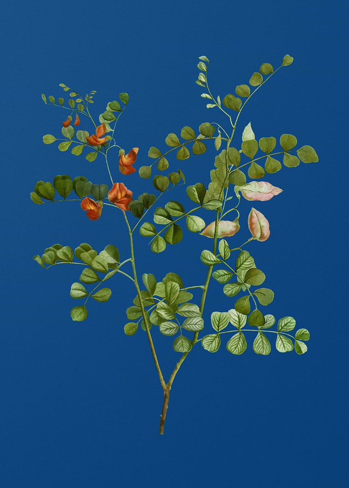 Spotted Bladder Senna