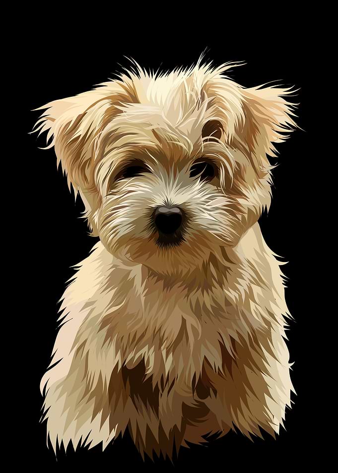 puppy dog