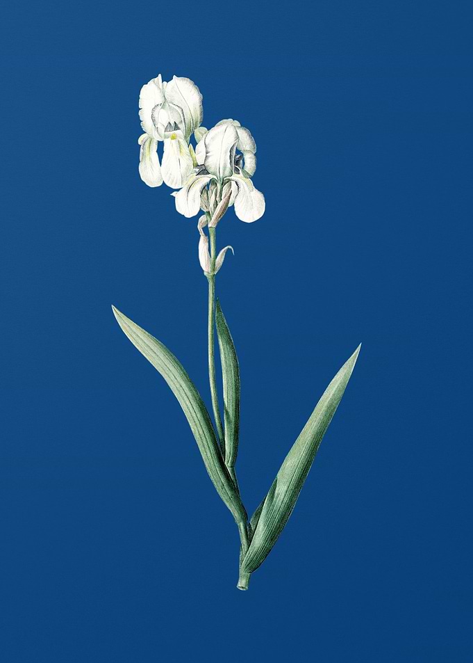 Tall Bearded Iris