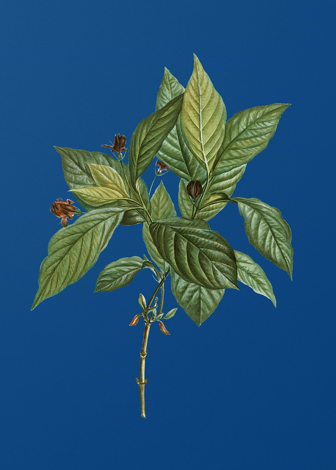 Alpine Honeysuckle Plant