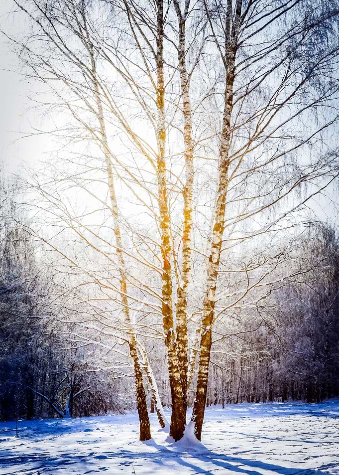 Birch In A Cloud Of Light