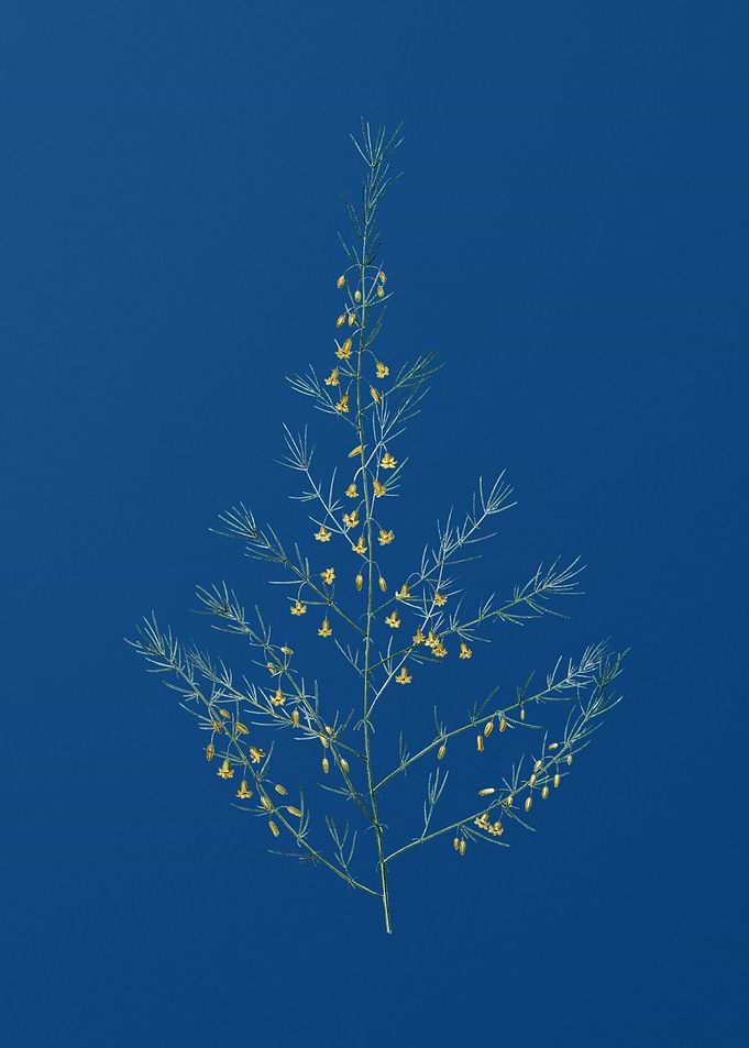 Sea Asparagus